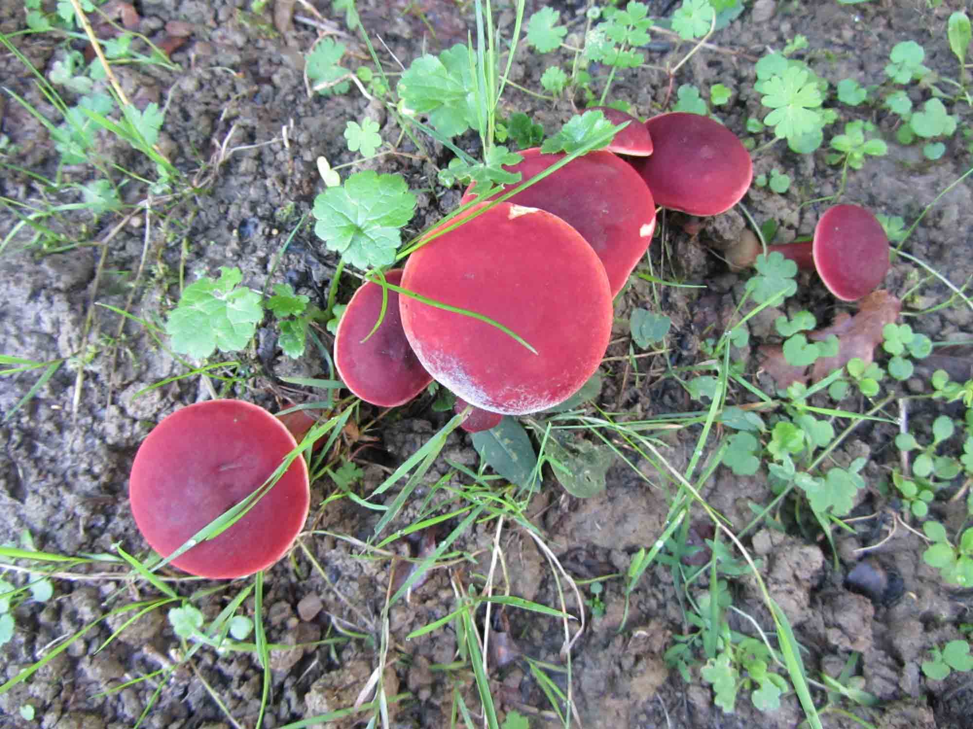 Boletus rosso